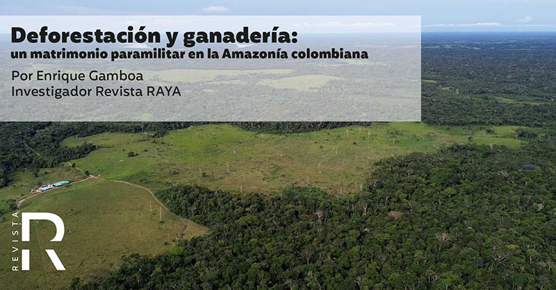 Deforestación y ganadería: un matrimonio paramilitar en la Amazonía colombiana 