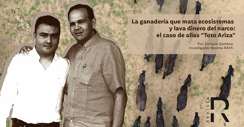 La ganadería que mata ecosistemas y lava dinero del narco: el caso de alias “Toto Ariza”